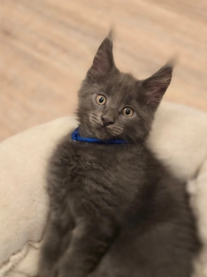 Maine Coon Katerchen