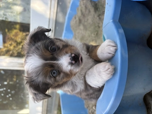 Toy Australian Shepherds