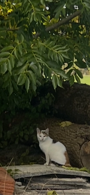 babykatzen