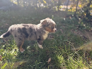 Toy Australian Shepherds