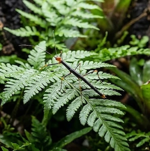 Peru Farn-Stabschrecke, Oreophoetes peruana, Jungtiere