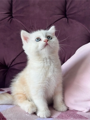 Zwei süße Kitten 1 Kater & 1 Katze 