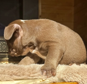 Premium Französische Bulldoggen Welpen aus promovierter Zucht 