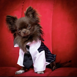 Chihuahua Deckrüde, schokobrauner Rüde mit Ahnentafel 