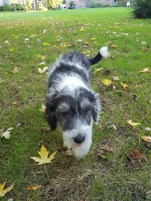 Süßer Wuschelwelpe Baloo(4 Mon, 32 cm, 5 kg) sucht liebevolles Zuhause 