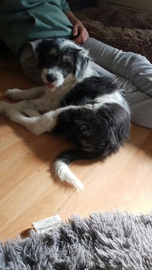 Süßer Wuschelwelpe Baloo(4 Mon, 32 cm, 5 kg) sucht liebevolles Zuhause 
