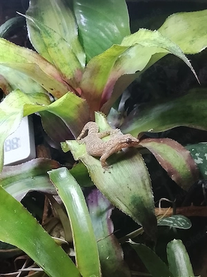 Jungferngeckos   Lepidodactylus lugubris 