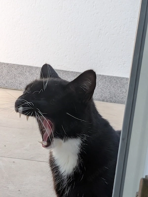 Kuro - Schmusekater sucht ein Zuhause
