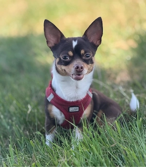 Chihuahua Deckrüde 