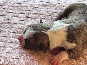 bulldog mix welpe