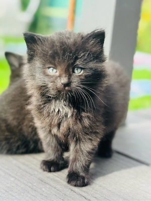 British Kurzhaar Mischlings Kater