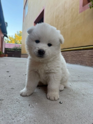 Akita Japonez zu verkaufen 