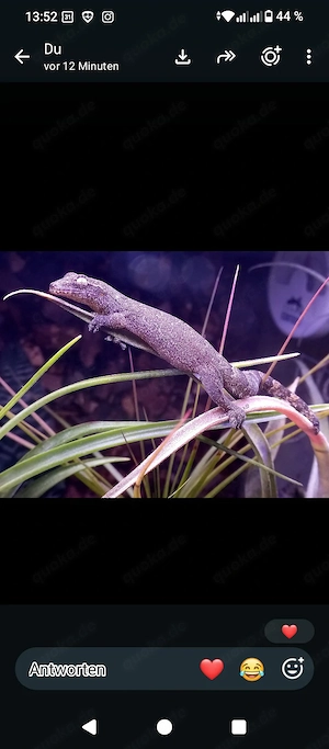 Jungferngecko , Lepidodactylus lugubris 