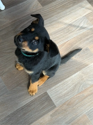 Husky-Dobermann-Rottweiler- Mix Welpen