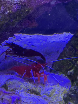 Löse Aquarium auf und verkaufe meine Fische ( Pro Fisch :10-15 Euro)