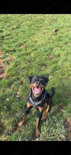 Husky-Dobermann-Rottweiler- Mix Welpen