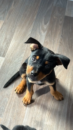 Husky-Dobermann-Rottweiler- Mix Welpen