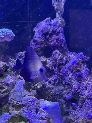 Löse Aquarium auf und verkaufe meine Fische ( Pro Fisch :10-15 Euro)