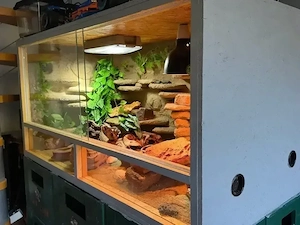 Drei Leopardgeckos mit Terrarium abzugeben 