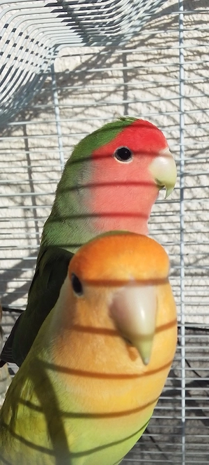 2 Rosenköpfchen zu verkaufen 