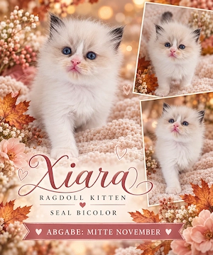 Reinrassige Ragdolls m. Stammbaum 