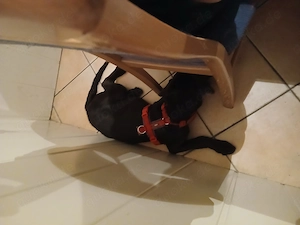 Labrador hündin abzugeben 