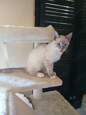 SIAM Kitten 