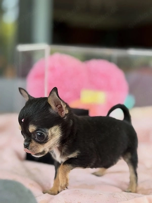    Kleine Chihuahua-Schätze suchen ein Zuhause voller Liebe     