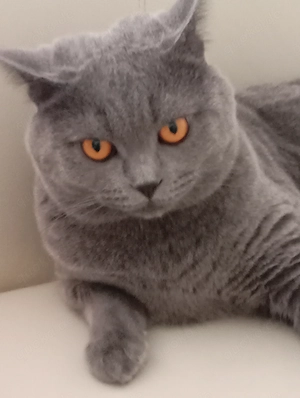 Deckkater oscar sucht partnerin  