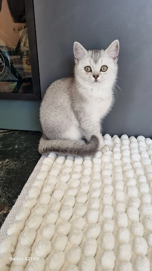 BKH  kitten