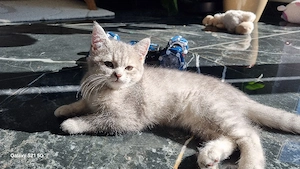 BKH  kitten Bild 3