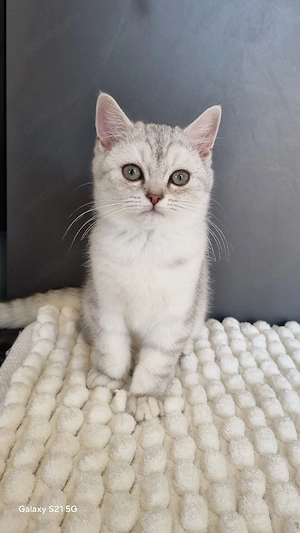 BKH  kitten Bild 5