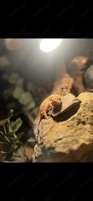 3 Leopardengecko-Weibchen (ca. 3 4 Jahre) mit Terrarium abzugeben