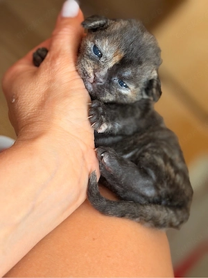 Devon Rex Kitten Katrzen Gechippt Geimpft Stammbaum 