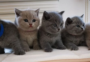 BKH Kitten mit Stammbaum, geimpft