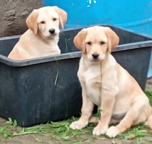 Golden Retriever x Labrador Welpen 