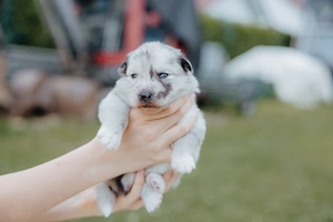   Exzellente Pomsky F1b Welpen in seltenen Farben (Blue Merle, Husky-Optik)