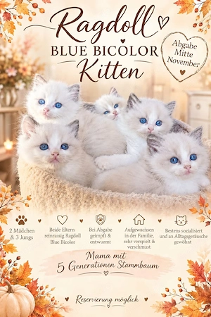 Reinrassige Ragdoll Blue Bicolor Kitten 