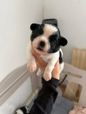 Shi Tzu Welpen suchen Zuhause