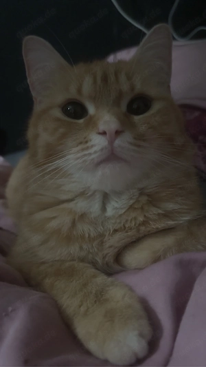 Liebevoller Kater sucht sein Für-immer-Zuhause