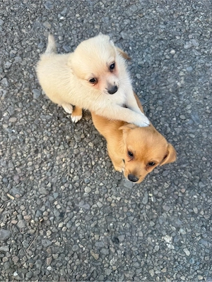 Jack Russel x Pomeranian Mixe 