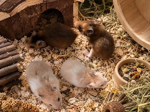 Goldhamster