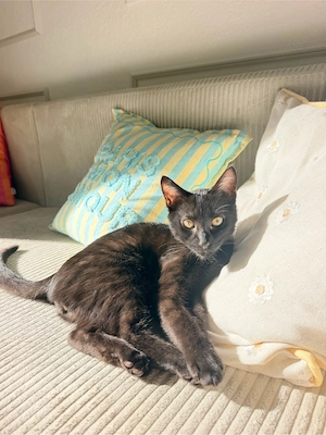 verschmuster kitten 