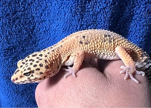 leopardgecko weibchen