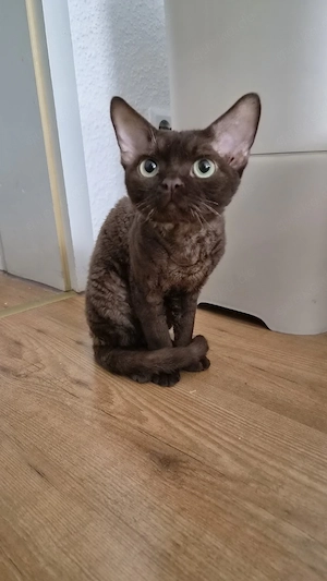 Erfahrener Devon Rex Deckkater chocolate