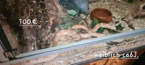 Hübsche Kornnattern suchen ein neues Zuhause
