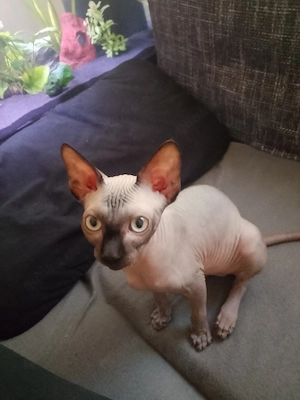 Canadia spyhnxkater 4 Monate dringend