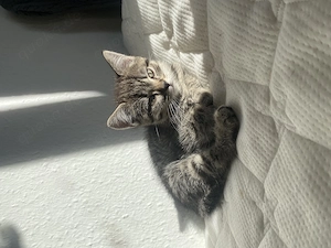 BKH Kitten suchen ein zuhause 