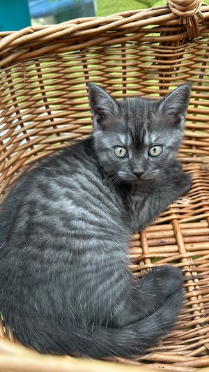 BKH Mix Katze in schwarz grau getiegert