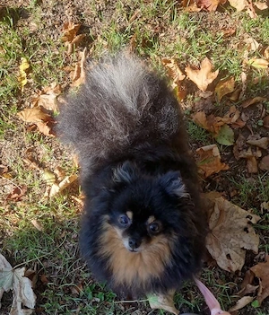 Pomeranian, Mädchen